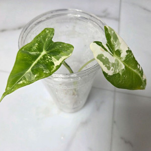 물꽂이 수경)무늬 좋은 알로카시아 무늬프라이덱(무프덱)