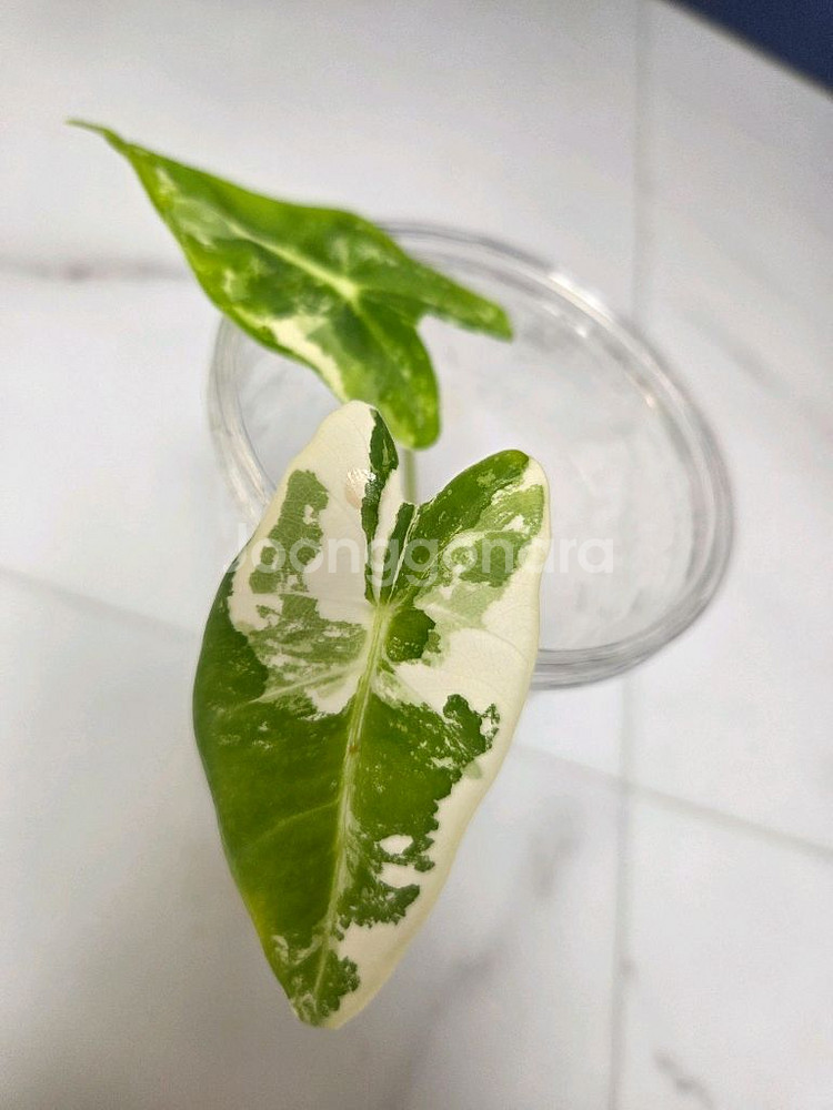 물꽂이 수경)무늬 좋은 알로카시아 무늬프라이덱(무프덱)--1