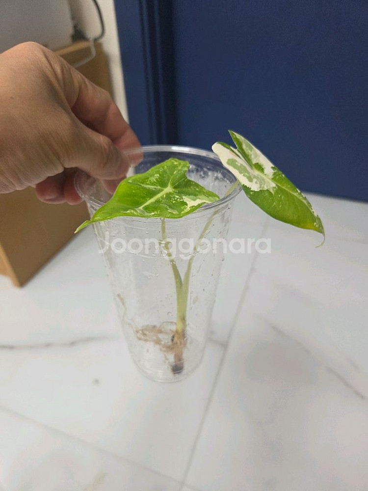 물꽂이 수경)무늬 좋은 알로카시아 무늬프라이덱(무프덱)--2