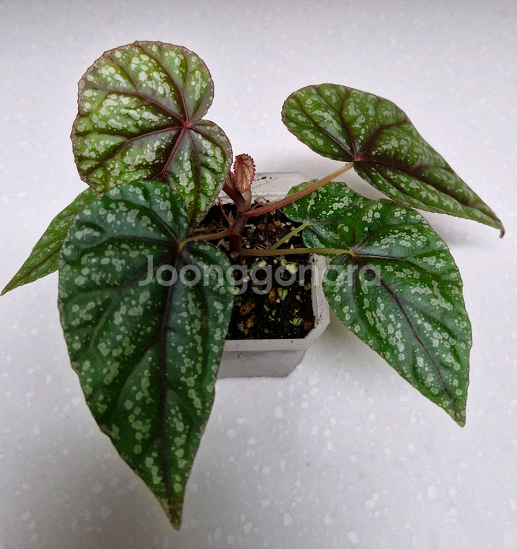 베고니아 한데리프로스트라타--1