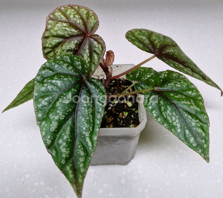 베고니아 한데리프로스트라타--0