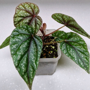 베고니아 한데리프로스타라타