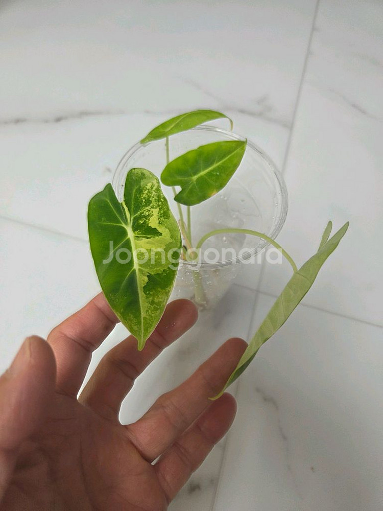 물꽂이 수경)두개 합식 알로카시아 무늬프라이덱(무프덱)--1