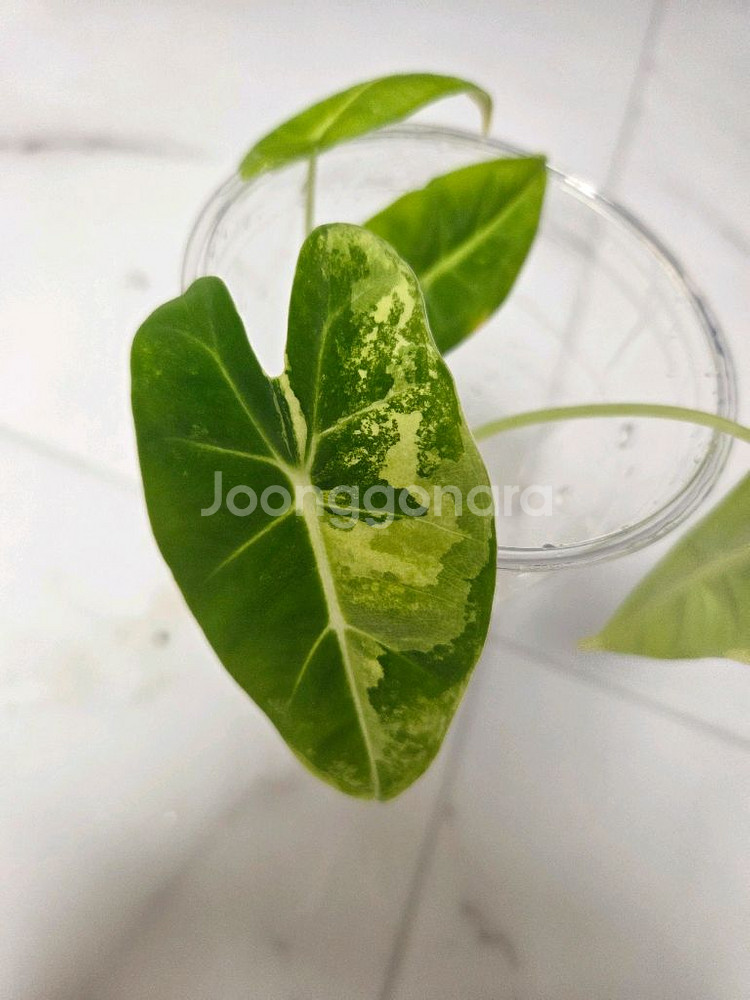 물꽂이 수경)두개 합식 알로카시아 무늬프라이덱(무프덱)--0