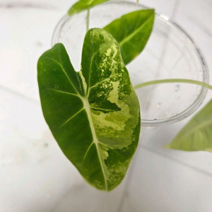 물꽂이 수경)두개 합식 알로카시아 무늬프라이덱(무프덱)