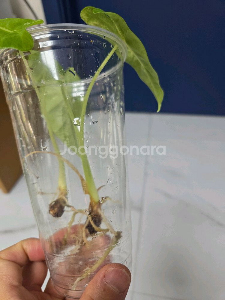 물꽂이 수경)두개 합식 알로카시아 무늬프라이덱(무프덱)--2