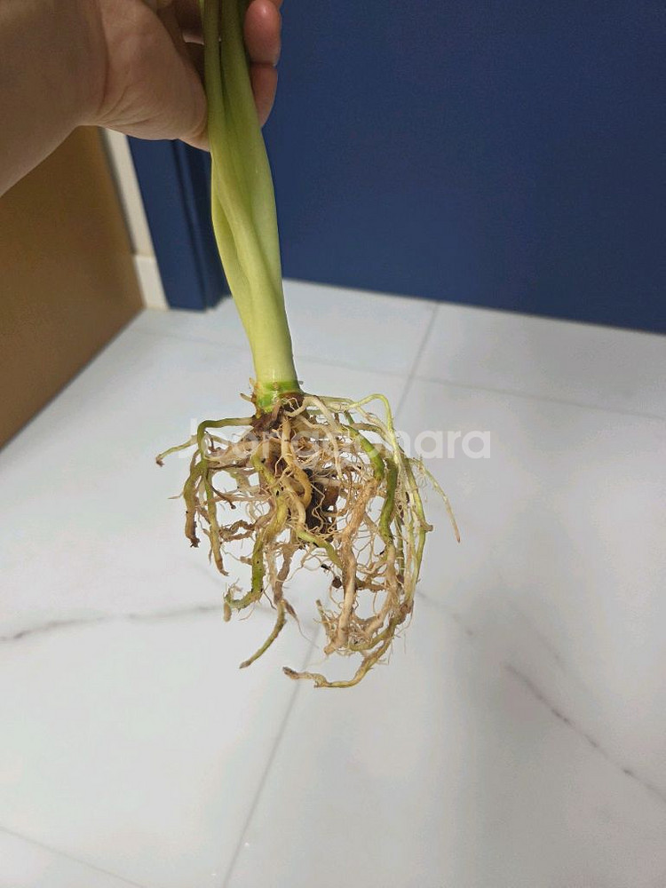 물꽂이 수경) 알로카시아 무늬프라이덱(무프덱)--2