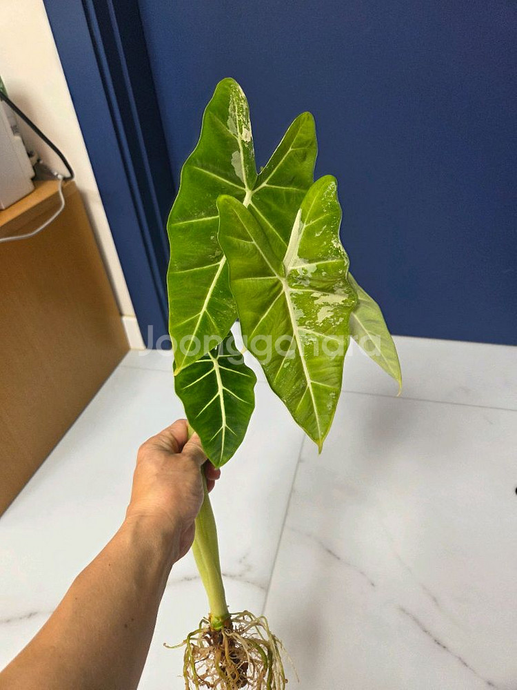 물꽂이 수경) 알로카시아 무늬프라이덱(무프덱)--0