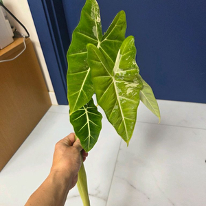 물꽂이 수경) 알로카시아 무늬프라이덱(무프덱)