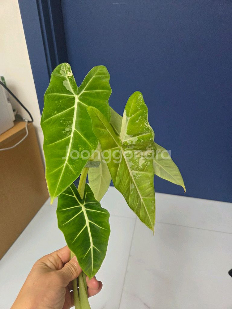 물꽂이 수경) 알로카시아 무늬프라이덱(무프덱)--1