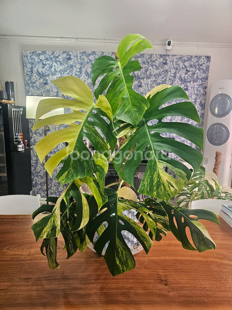 옐로우몬스테라 특대품--0