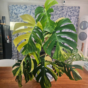 옐로우몬스테라 특대품