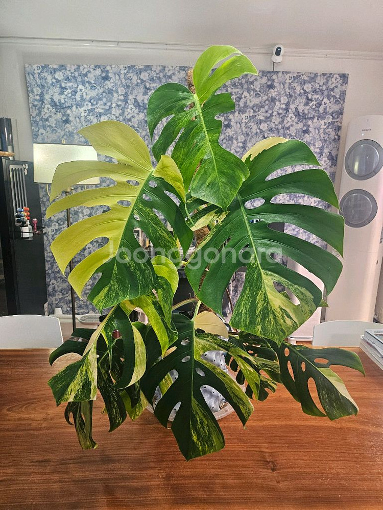 옐로우몬스테라 특대품--1