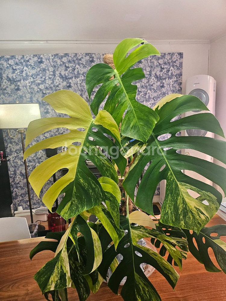 옐로우몬스테라 특대품--2