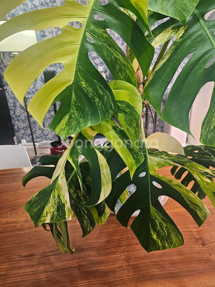 옐로우몬스테라 특대품--3