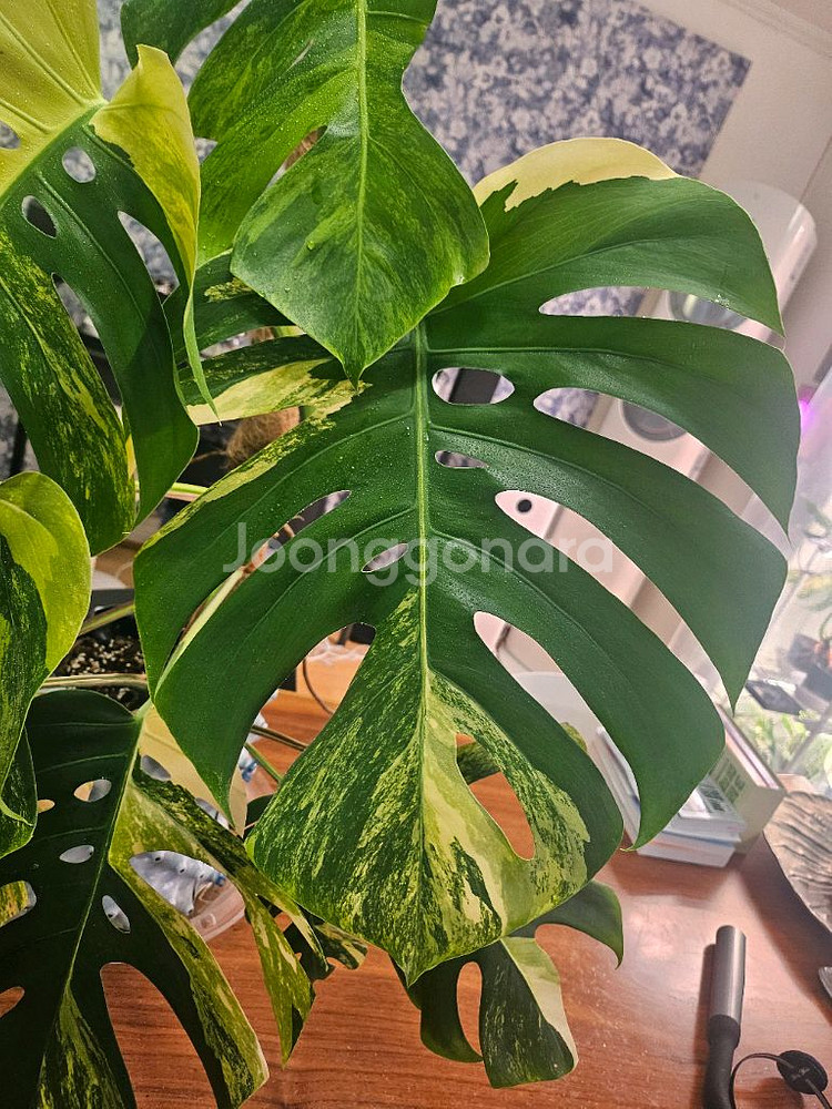 옐로우몬스테라 특대품--5