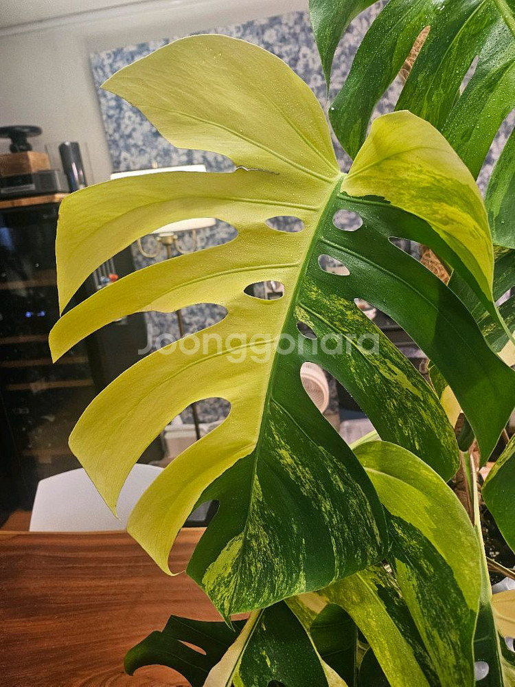 옐로우몬스테라 특대품--4