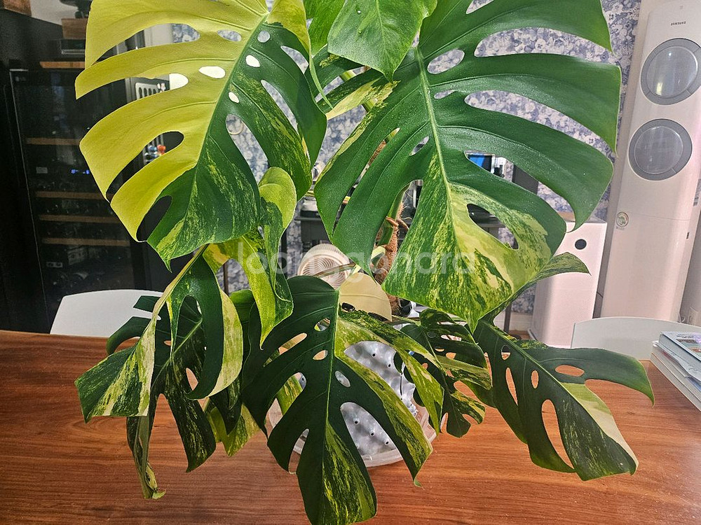 옐로우몬스테라 특대품--6