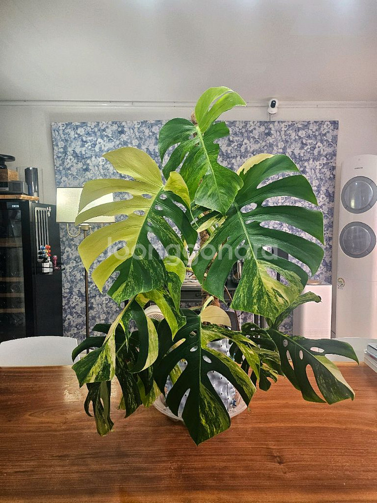 옐로우몬스테라 특대품--9