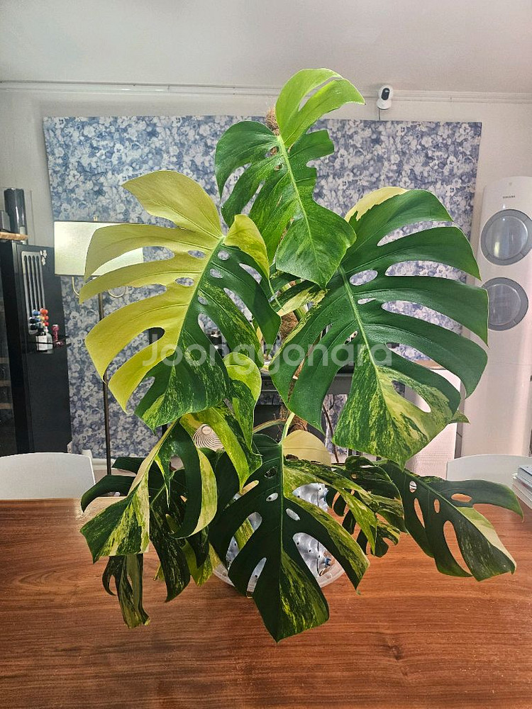 옐로우몬스테라 특대품--8