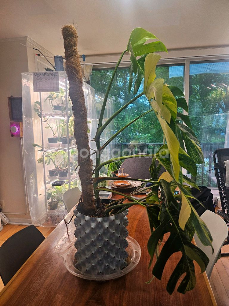 옐로우몬스테라 특대품--7