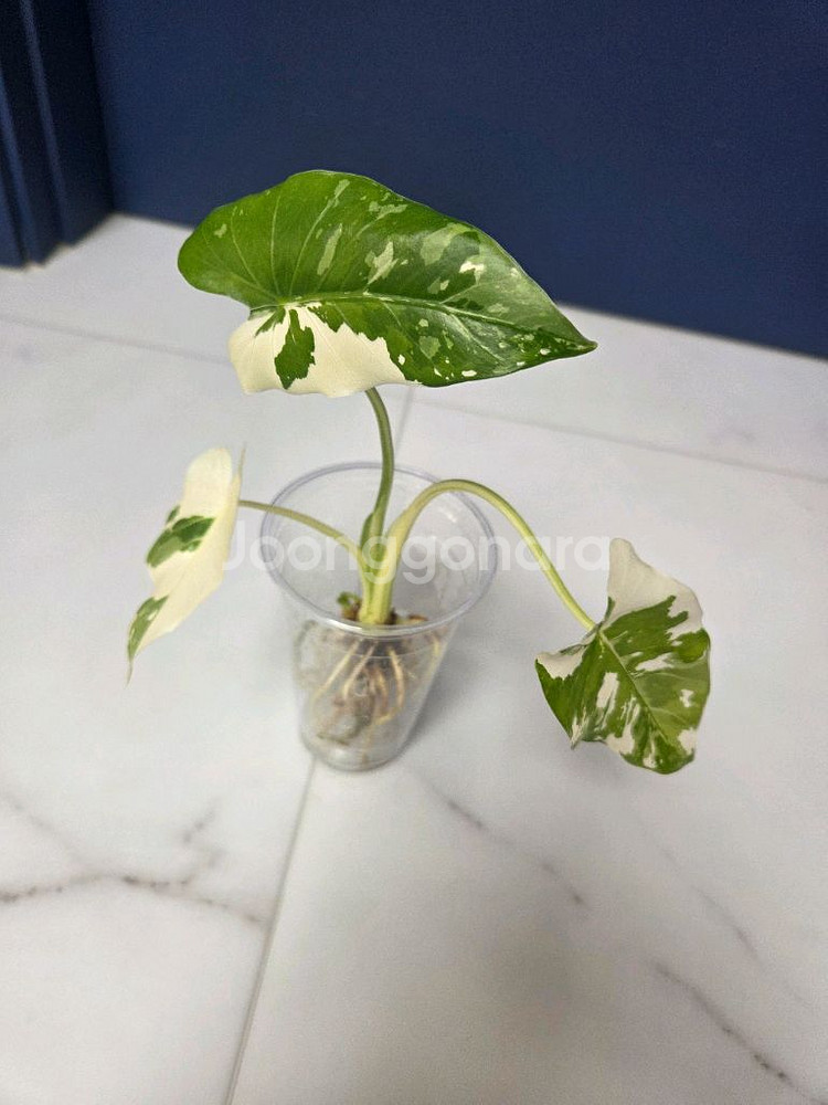 물꽂이 수경) 무늬 이쁜 알로카시아 오키나와실버--0