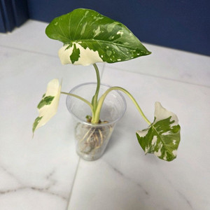 물꽂이 수경) 무늬 이쁜 알로카시아 오키나와실버