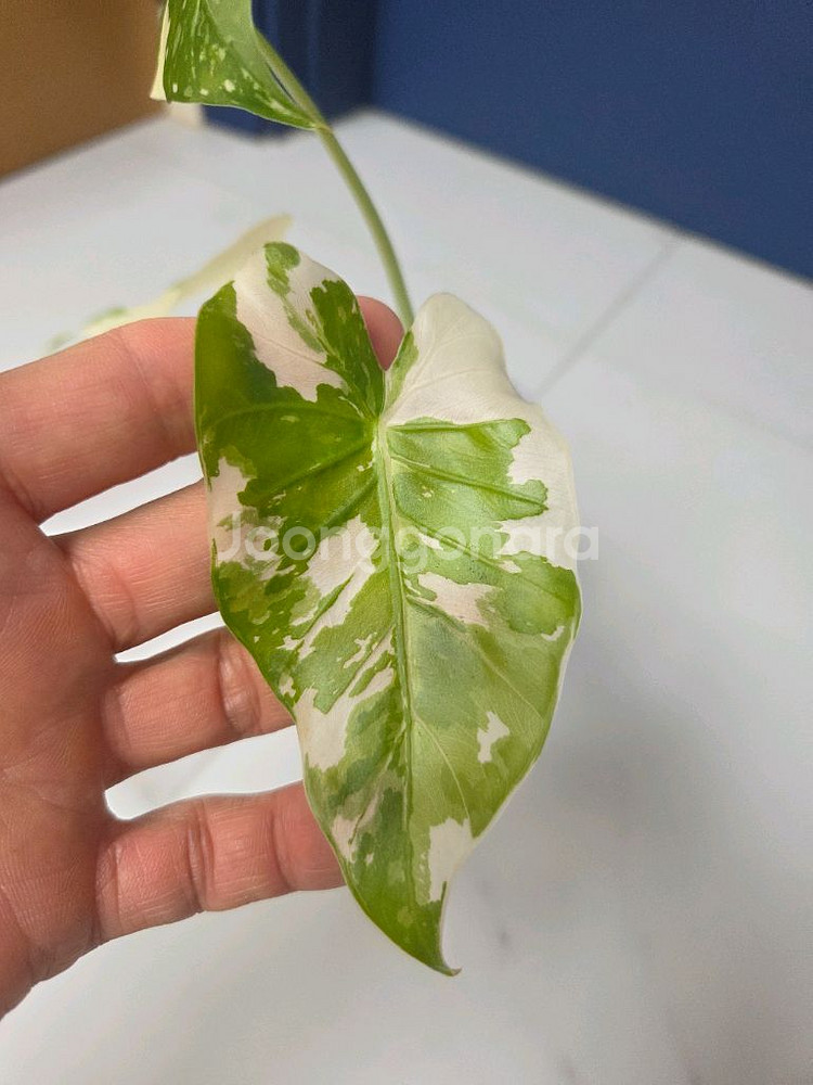 물꽂이 수경) 무늬 이쁜 알로카시아 오키나와실버--1