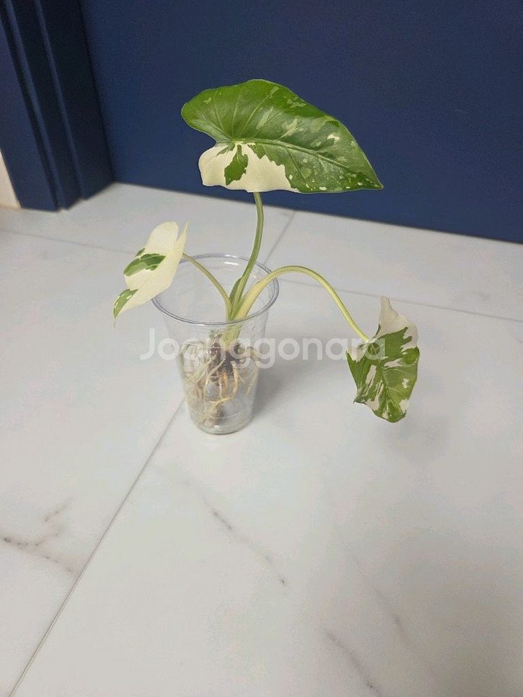 물꽂이 수경) 무늬 이쁜 알로카시아 오키나와실버--2