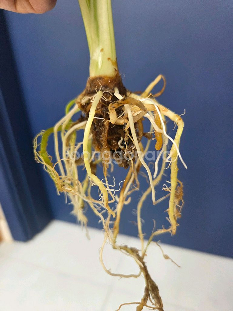 물꽂이 수경) 무늬 이쁜 알로카시아 오키나와실버--3