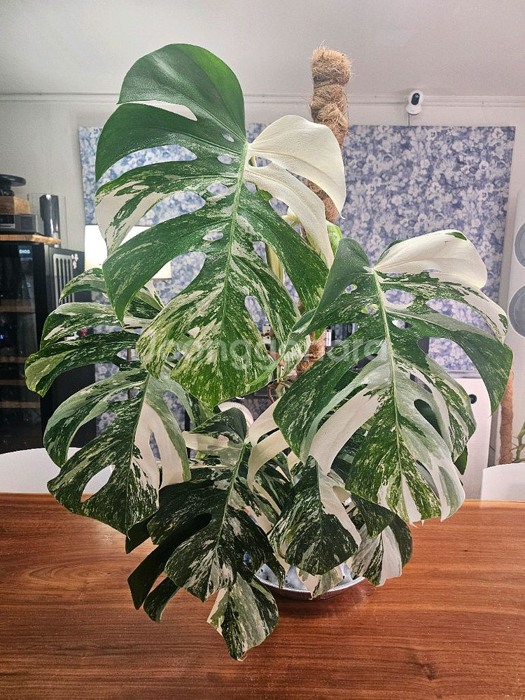 알보몬스테라 특대품--1