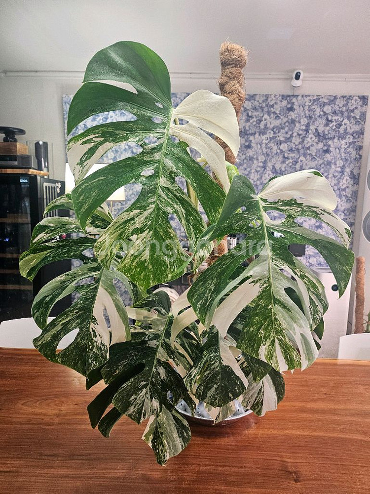 알보몬스테라 특대품--0