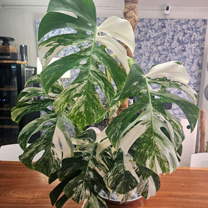 알보몬스테라 특대품