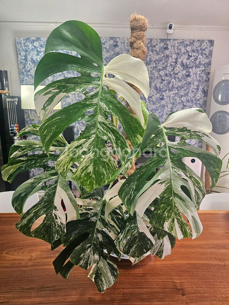 알보몬스테라 특대품--6