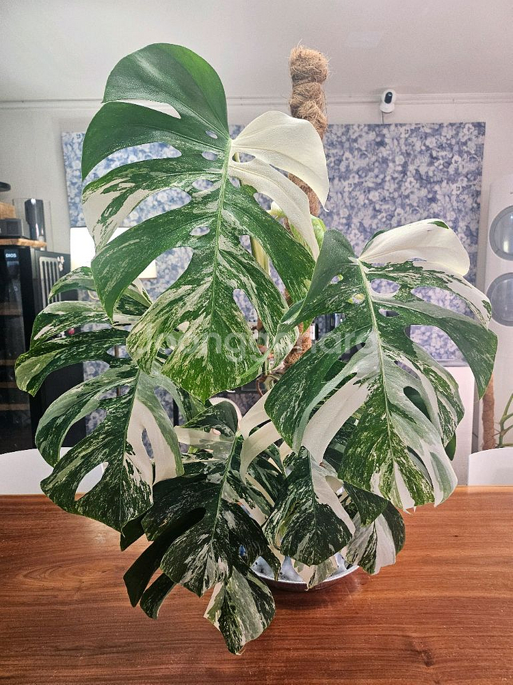 알보몬스테라 특대품--4