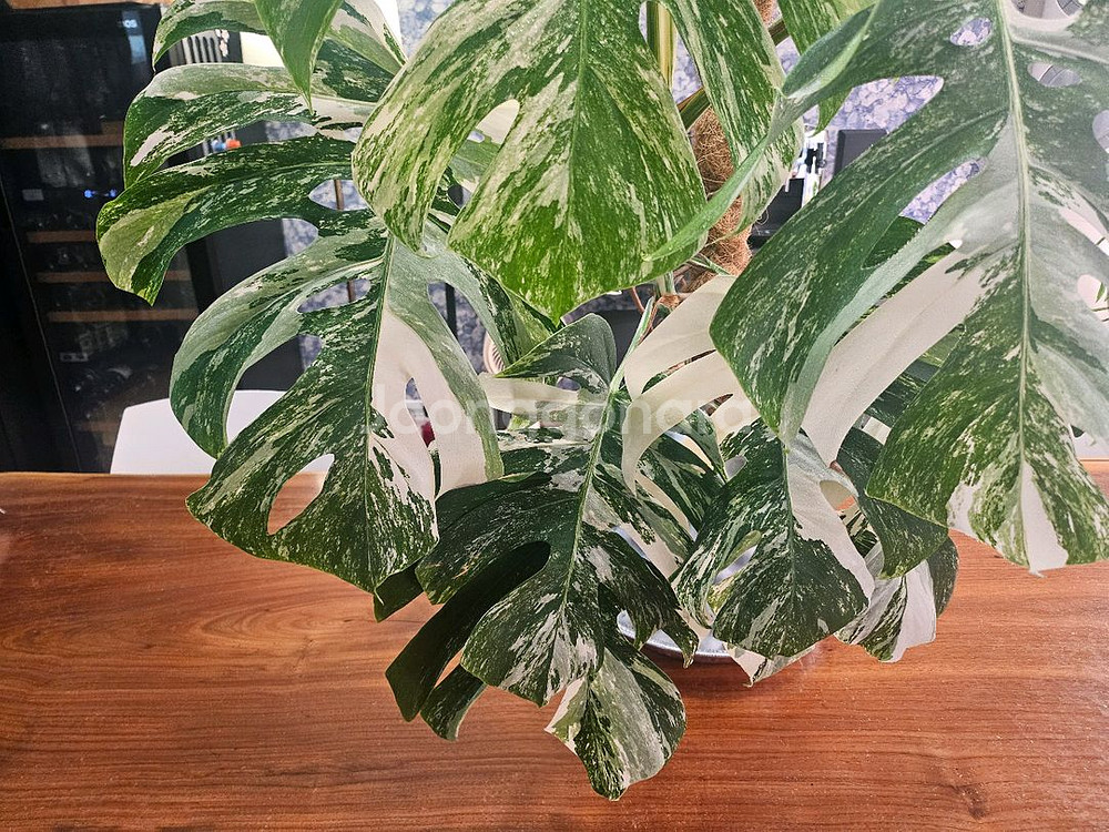 알보몬스테라 특대품--3