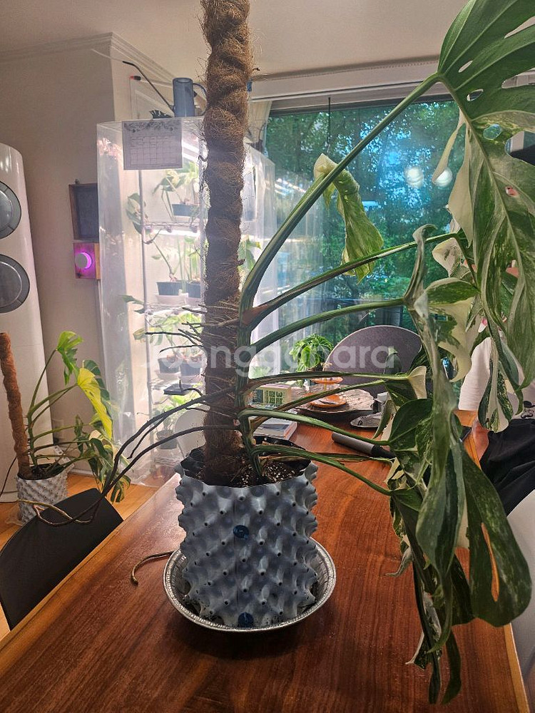 알보몬스테라 특대품--7