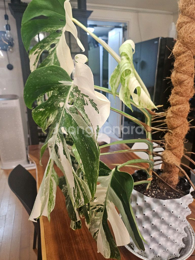 알보몬스테라 특대품--9