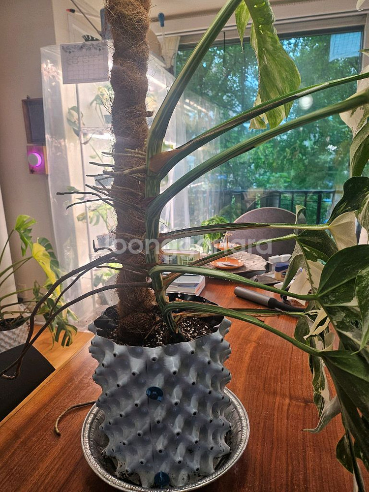 알보몬스테라 특대품--8