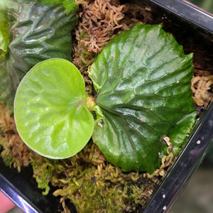 박쥐란 마다가스카리엔스