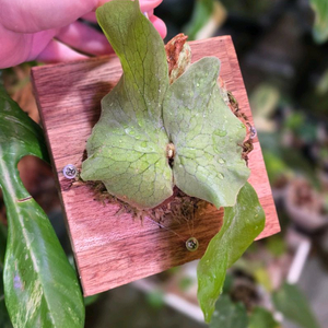 박쥐란 칸쿨레이