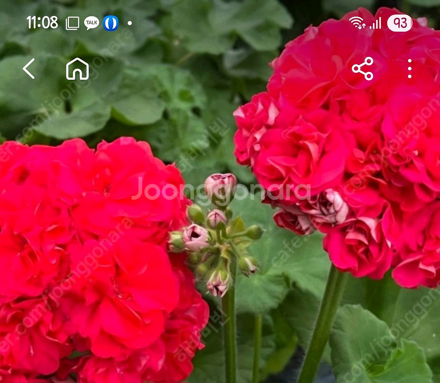 제라늄 큐피트의선물 중품--0