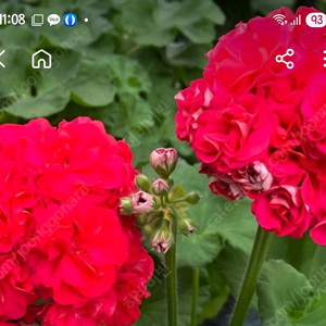 제라늄 큐피트의선물 중품