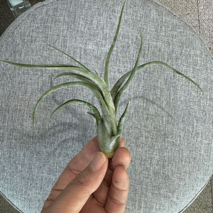 틸란드시아 2종 택포