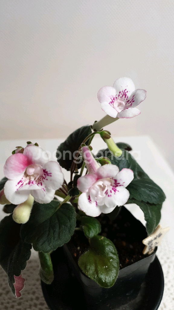 White fox 화이트 폭스 ㅡ 미니신닌기아--0