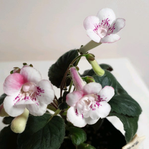 White fox 화이트 폭스 ㅡ 미니신닌기아