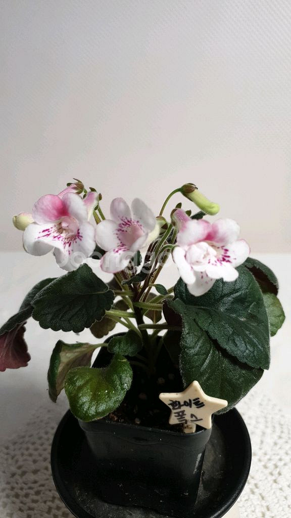 White fox 화이트 폭스 ㅡ 미니신닌기아--1