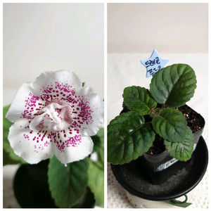 DXs dragon fruit드레곤프루트 미니신닌기아