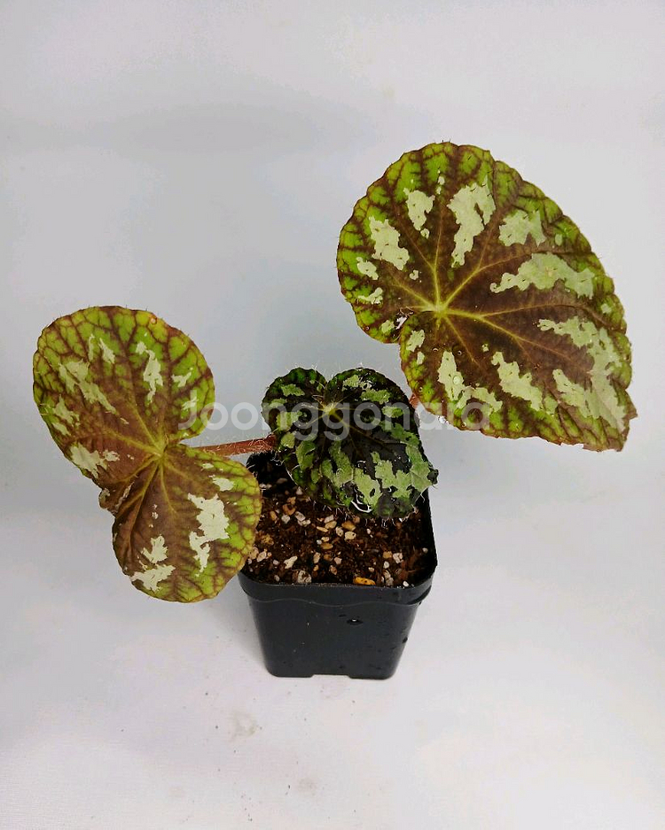 베고니아 슈도롱기실리아타--0