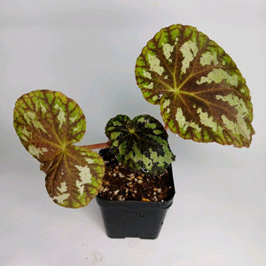 베고니아 슈도롱기실리아타